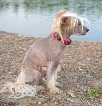 2026世界杯精英俱乐部会员体验展示